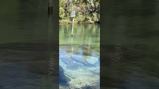 Manatees at Homosassa Springs Wildlife State Park in Homosassa Florida [upl. by Ahsiki]