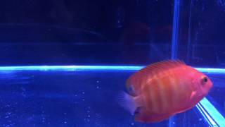 Hypomelanistic quotSolar Flarequot Flame Angelfish [upl. by Idner]