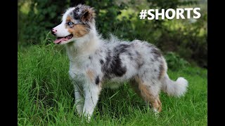 6 month old blue tri merle border collie Dotti improving in obedience Shorts [upl. by Ahseinet]