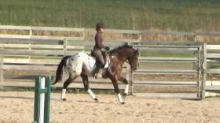 Hollywood Hot Spot  2004 Appaloosa Sport Horse Stallion [upl. by Lewendal]