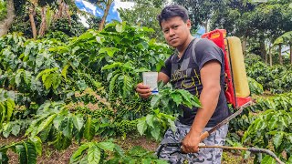 Cómo Aplicar El Verdadero En Nuestros Cultivos De Café De Manera Correcta [upl. by Ahsropal]