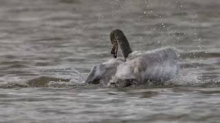 Juvenile Whooper Swan Bathing [upl. by Prent]