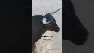 😰 TORO APUNTO de ALCANZAR la PUERTA ABIERTA de la PLAZA shorts [upl. by Yablon860]