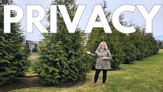 Top 2 Privacy Screen Trees Grow A Living Fence Green Giant vs Emerald Green Arborvitae Comparison [upl. by Rangel]