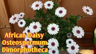 African Daisy  How to Grow And Care For African Daisies  Osteospermum or Dimorphotheca Plant Care [upl. by Bonneau552]