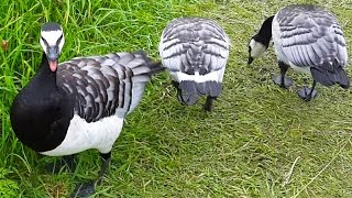 Hissing Barnacle Goose on Suomenlinna Island Finland [upl. by Granlund]