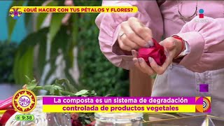 Usa los pétalos de tus flores para aromatizar tu casa  Dr Planta  Sale el Sol [upl. by Nnylhsa]