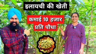 इलायची खेती की पूरी जानकारी cardamom farming in india Elachi ki kheti [upl. by Neira]