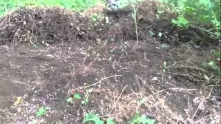 How to remove vines from hill or yard [upl. by Alios]