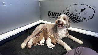 Mini Labradoodles JUST BORN  Sweet Fusion E 01 [upl. by Yelrebmik498]