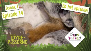 Nyfødt lemur  Dyrepasserne S7E14  Dyreparken [upl. by Hulen]