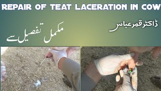 Repair of teat laceration in cow vets animals animaldoctor cow dairy vetcare veterinaryclinic [upl. by Schell]