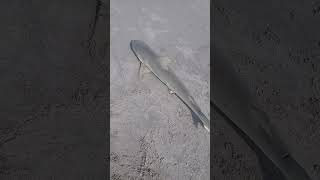 4 Blacknose shark landed at Cocoa Beach tight lines [upl. by Ispep]