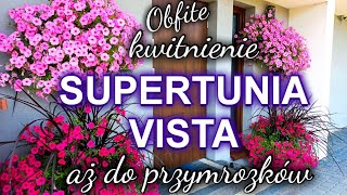 Supertunia Vista Jak ją pielęgnuję🌺  Obsadzam donice moje tegoroczne kompozycje [upl. by Tammany]