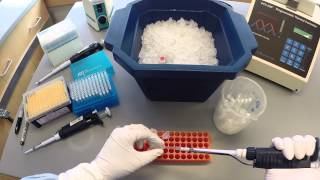 PCR Protocol  Part 1 [upl. by Thissa]