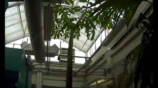 3 year time lapse video of Corpse Flower [upl. by Guerra]