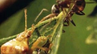 Ants VS Parent Bug  Natural World  BBC Earth [upl. by Craggy]