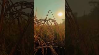 Chhath Puja Vibes with Sharda Sinhas Kune Khet Dhan  Celebrating Bihar’s Heritage 🌅🌾 ChhathPuja [upl. by Kip375]