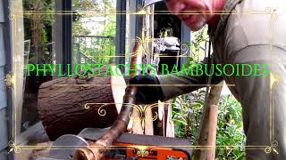 Shakuhachi Japanese Bamboo Flute  Harvest Rootend Bamboo Tutorial [upl. by Clarie]