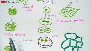 Protoplast culture method  Made easy  Bio science [upl. by Aniraad]