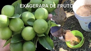 Explotará de muchos frutos tu limonero Abono 100 Orgánico para todo tipo de plantas [upl. by Suhcnip]