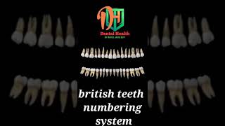 british teeth numbering system short viral dental [upl. by Standley]