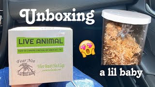 Unboxing my first tarantula sling  Caribena Versicolor [upl. by Mraz]