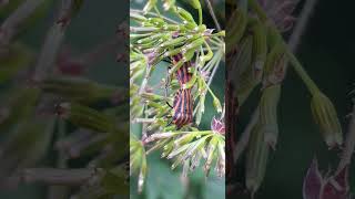 Graphosoma italicum  Italian Striped Bug  Punaise arlequin [upl. by Eelac]