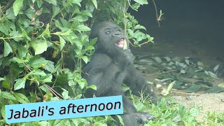 Gorilla Jabali baby gradually play by itself  金剛猩猩Jabali可以自己玩耍 [upl. by Htur]