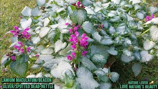 Lamium MaculatumBeacon SilverDead nettleCrocus l HousePlant l Love naturesLove natures beauty [upl. by Zenobia842]