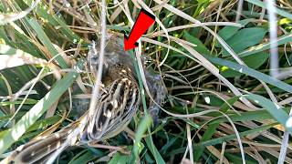 Zitting cisticola bird built a nest in the grass birdswithme107 [upl. by Merilee]