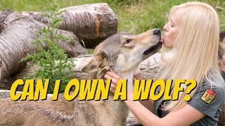 CZECHOSLOVAKIAN WOLFDOG  Should you get one [upl. by Relyk]