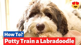 How to Potty Train a Labradoodle  Labradoodle Training Tips [upl. by Osrick]