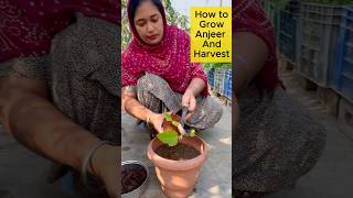 quotHow To Grow Fig Anjeer amp fresh Harvest  Rooftop Gardening Journey organic garden [upl. by Eidualc263]