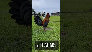 Black Toppy JT FARMS • Beautiful Birds gamefowl [upl. by Gustaf]