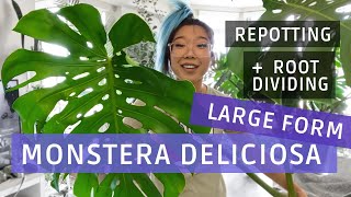 Monstera Deliciosa LARGE FORM Repotting amp Root Dividing [upl. by Tehr]