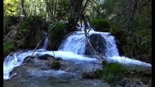 Meditation  Einschlafen  Träumen  Bachlauf Wald Vogelstimmen Wasserlauf Plätschern [upl. by Atsylac]