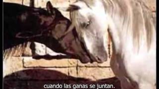 Caballo Viejo  Simon Diaz with English subtitle [upl. by Ping]