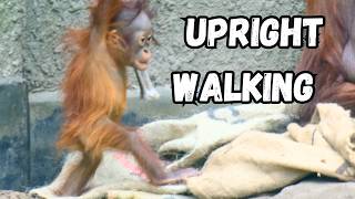 Orangutan Baby Stuns Everyone By Walking On Two Legs [upl. by Ylatan130]