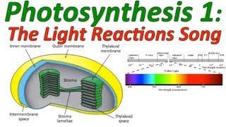 Photosynthesis The Light Reactions Song [upl. by Animar]