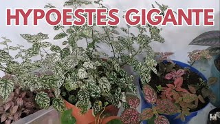 hypoestes como hacerlo gigante CHUYITO JARDINERO [upl. by Redlac272]