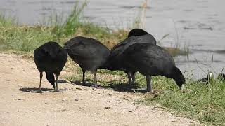 Redknobbed Coots out of the water [upl. by Kaia]