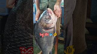 3వరోజు చేపల పులుసుతోదసరా ఉత్సవాలు🐟🐠reelstrendingshortvideoviralvideofishfishingbigfishshort [upl. by Llemrej]