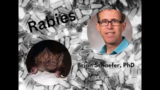 A potential cure for rabies with Brian Schaefer PhD [upl. by Aicad]