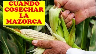 CUANDO COSECHAR LA MAZORCA  CULTIVO DE MAIZ  AGRONOMICA  CULTIVO EXITOSO [upl. by Nednyl]