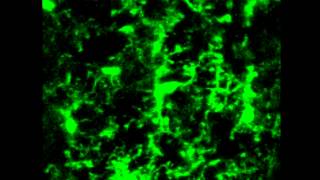 Microglia Development and Function Supplemental Video a2 [upl. by Rehpatsirhc]