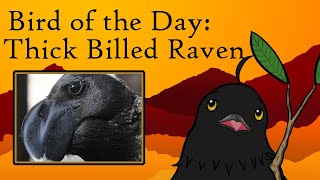 Bird of the Day 160 Thick Billed Raven [upl. by Brandea]