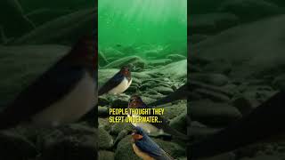 The bird that SLEEPS UNDERWATER irishwildlife naturefacts rewilding biodiversity [upl. by Haymes]