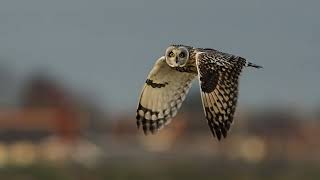 Another awesome day Short Eared Owl 🦉 at wallasea island RSPB [upl. by Bourque]