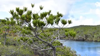 New Caledonia Botany amp EaudeToilette Ultramafic Special [upl. by Ardin]